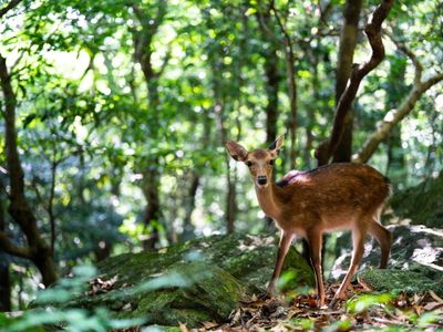 おひとり様専用 トレッキング付き屋久島ツアーイメージ